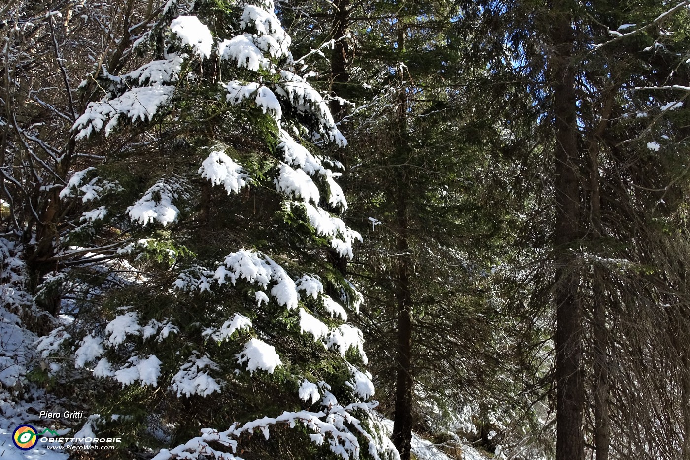 30 Ci voleva a Natale questo albero con neve !.JPG